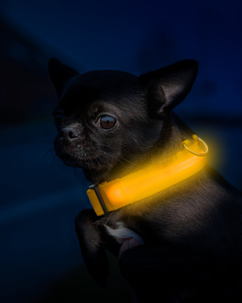 Hundehalsbånd LED USB oplader – Onkel John